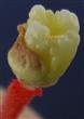 Ovary 4-lobed